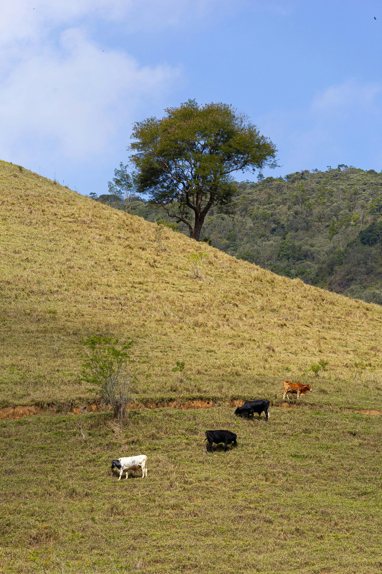 a herd of cattle standing on top of a lush green hillside, são paulo, brown stubble, brown