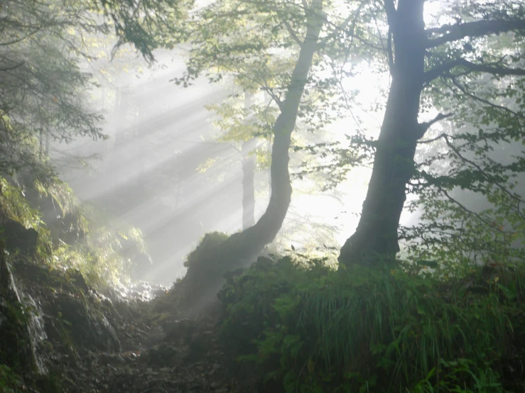 the sun shines through the trees in the forest, a picture, by Mirko Rački, romanticism, still from a nature documentary, valley mist, light coming from the entrance, spiritual light