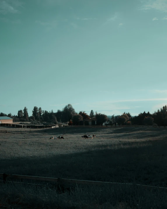 a herd of cattle grazing on top of a lush green field, inspired by Elsa Bleda, vancouver school, low quality photo, building in the distance, trending on vsco, the clear sky