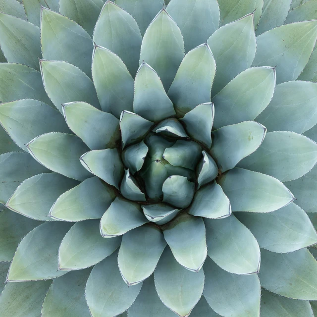 a close up of a plant with green leaves, light grey crown, rotational symmetry, desert flowers, fan favorite