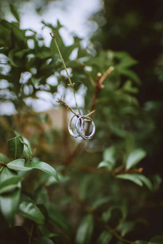 two wedding rings hanging from a tree branch, inspired by Elsa Bleda, unsplash, full frame image, plants, multiple stories, silver earring