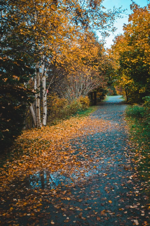 a dirt road surrounded by trees covered in leaves, teal and orange colours, sidewalk, grey, gold