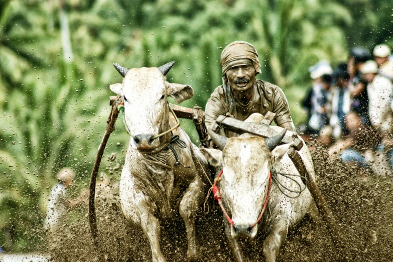 a man riding on the back of two cows, by Basuki Abdullah, pexels contest winner, sumatraism, face covered in mud, thumbnail, square, running