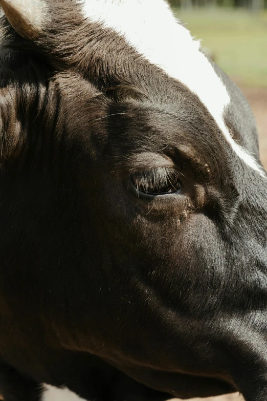 a brown and white cow standing on top of a dirt field, close - up shot of eyes, black spot over left eye, photo of head, huge bulbous pitch black eyes