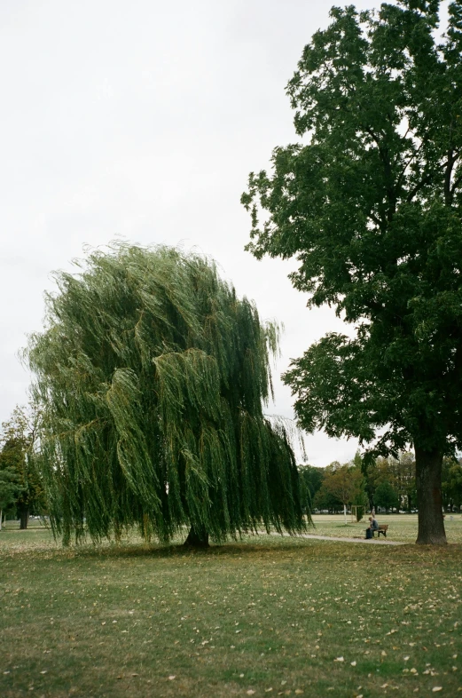 a couple of trees sitting on top of a lush green field, inspired by Patrick Dougherty, environmental art, weeping willows, berlin park, tokujin yoshioka, 1999
