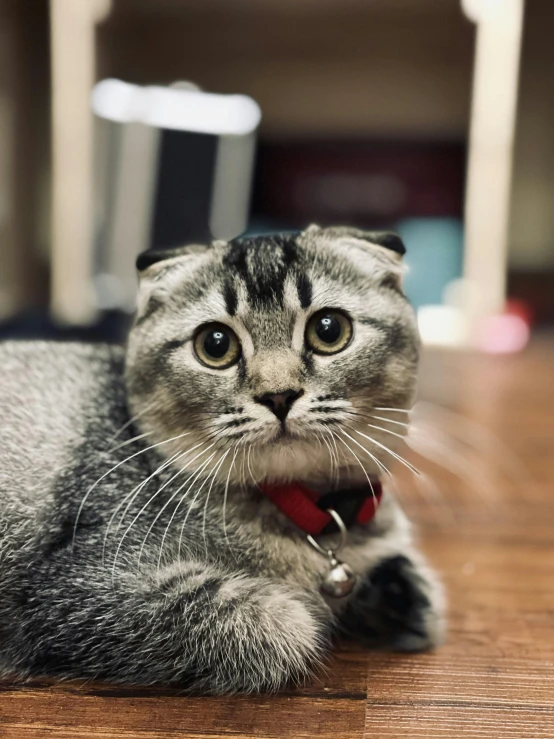 a cat that is laying down on the floor, by Julia Pishtar, trending on reddit, square nose, mrbeast, photo taken in 2018, nekomimi