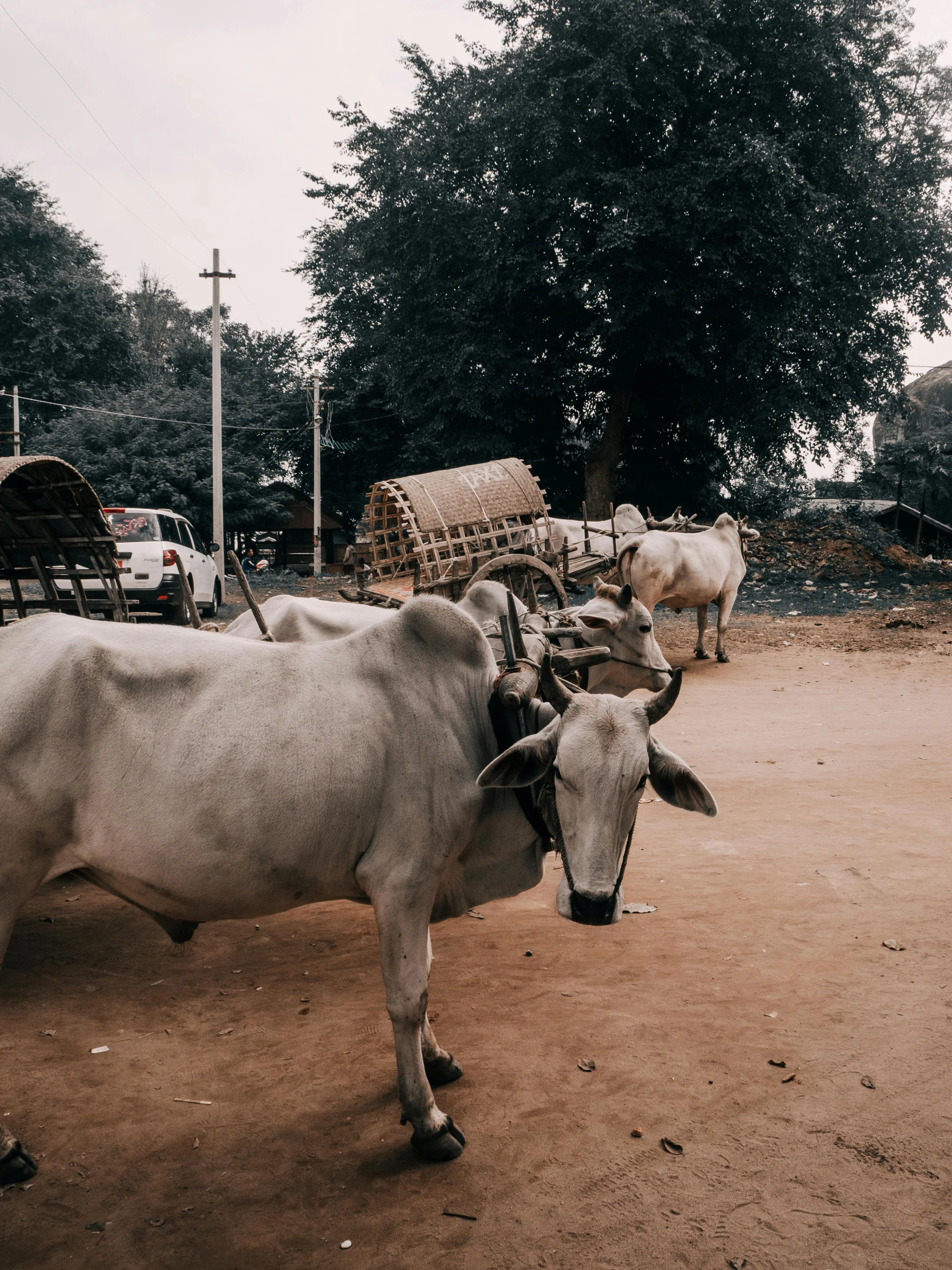 a couple of cows that are standing in the dirt, pexels contest winner, samikshavad, in a village street, gif, trending on vsco, stacked image