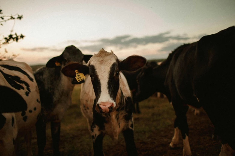 a herd of cows standing on top of a grass covered field, during a sunset, profile image