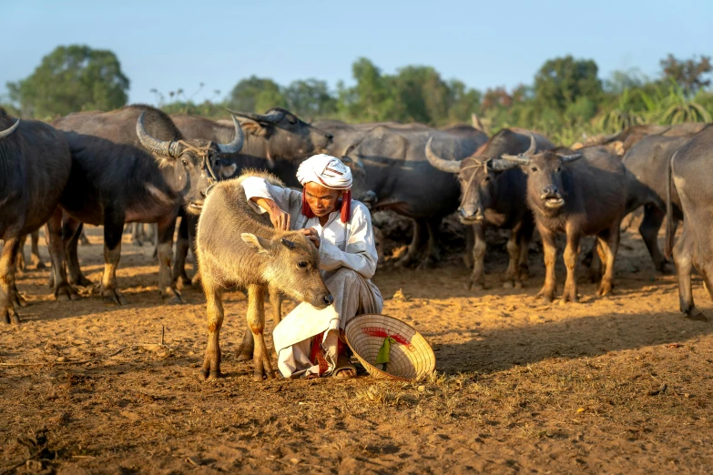 a man kneeling in front of a herd of cattle, pexels contest winner, tribals, fan favorite, frans lanting, holding close