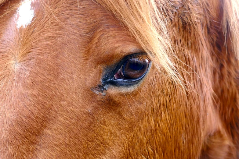 a close up of a brown horse's eye, by Jan Rustem, unsplash, fan favorite, photo realistic 4k, pony facing away, 4k extremely photorealistic