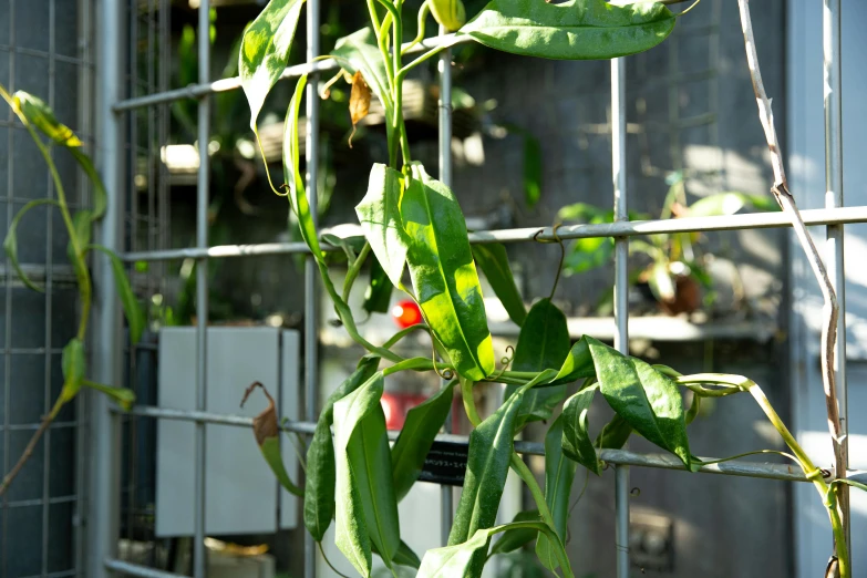 a close up of a plant on a wire fence, bhut jolokia, archways made of lush greenery, holding a red orchid, a green