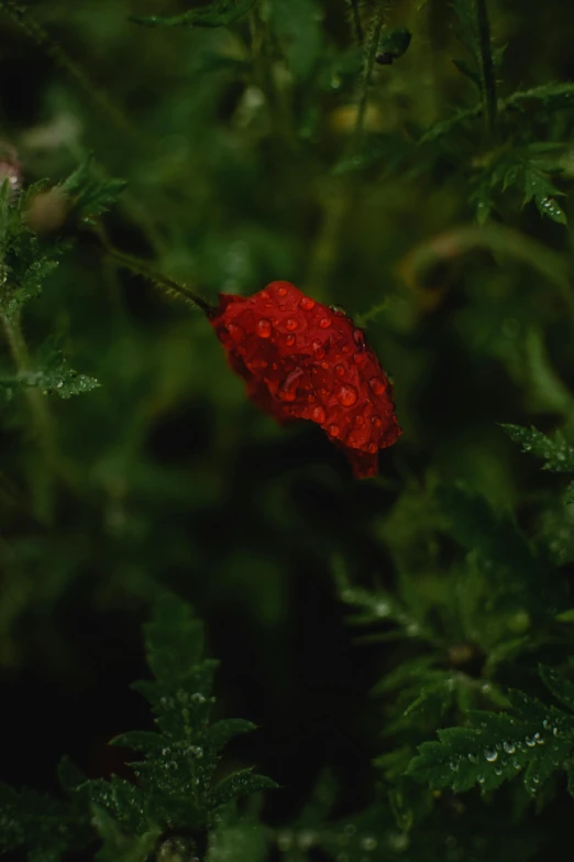 a red flower sitting on top of a green plant, an album cover, by Attila Meszlenyi, hurufiyya, at evening during rain, ignant, pods, 'untitled 9 '