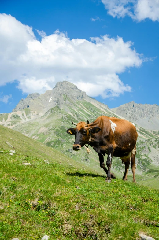 a brown cow standing on top of a lush green hillside, alpes, multiple stories, 10k, no cropping