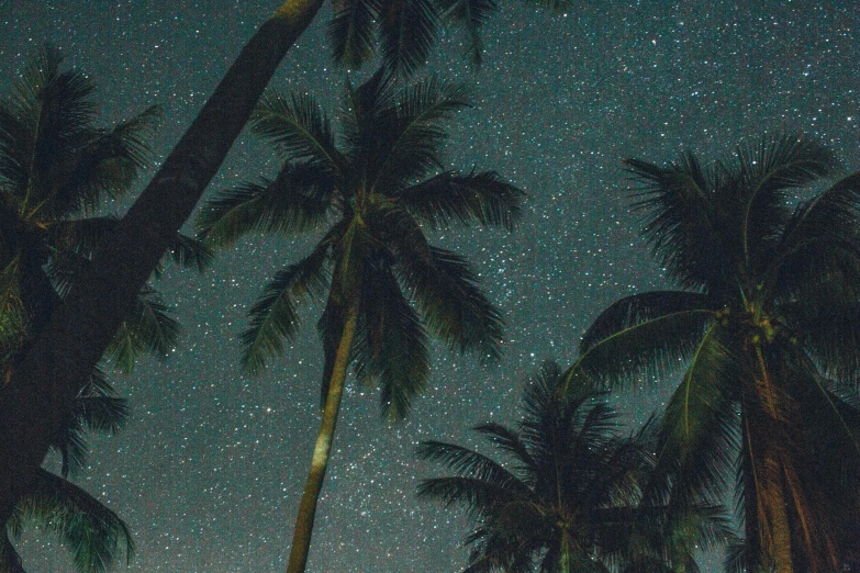 a group of palm trees under a night sky, an album cover, by Andrew Allan, unsplash, hurufiyya, tiny stars, coconuts, panels, extremely grainy