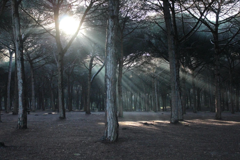 the sun shines through the trees in the forest, by Eglon van der Neer, unsplash contest winner, land art, arrendajo in avila pinewood, city park, ((trees)), photo taken with an iphone