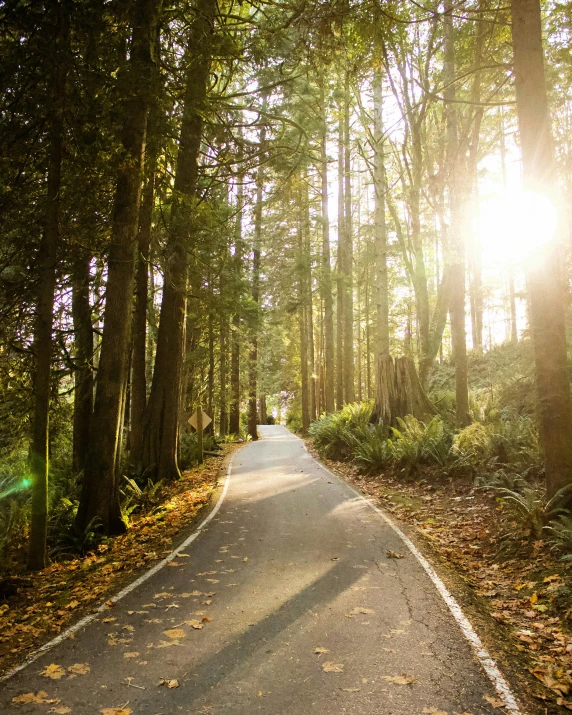 a person riding a skateboard down a tree lined road, road in a forest road, profile image, sun puddle, vancouver