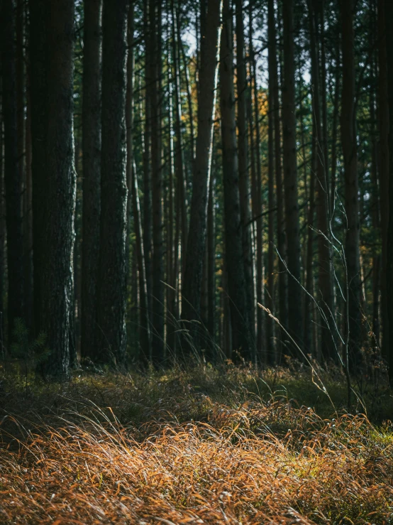 a red fire hydrant sitting in the middle of a forest, inspired by Elsa Bleda, unsplash contest winner, long thick grass, ((trees)), distant photo, in an evening autumn forest