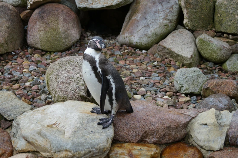 a penguin standing on top of a pile of rocks, by Terese Nielsen, pexels contest winner, in the zoo exhibit, handsome girl, 🦩🪐🐞👩🏻🦳, a cozy