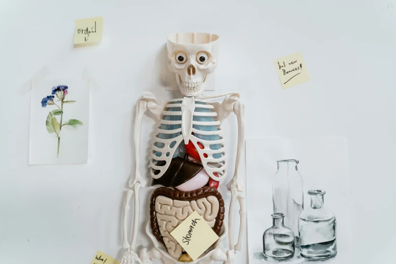 a skeleton sitting on top of a refrigerator covered in magnets, inspired by Sarah Lucas, pexels contest winner, anatomical chart, candy treatments, botanicals, inside a cavernous stomach