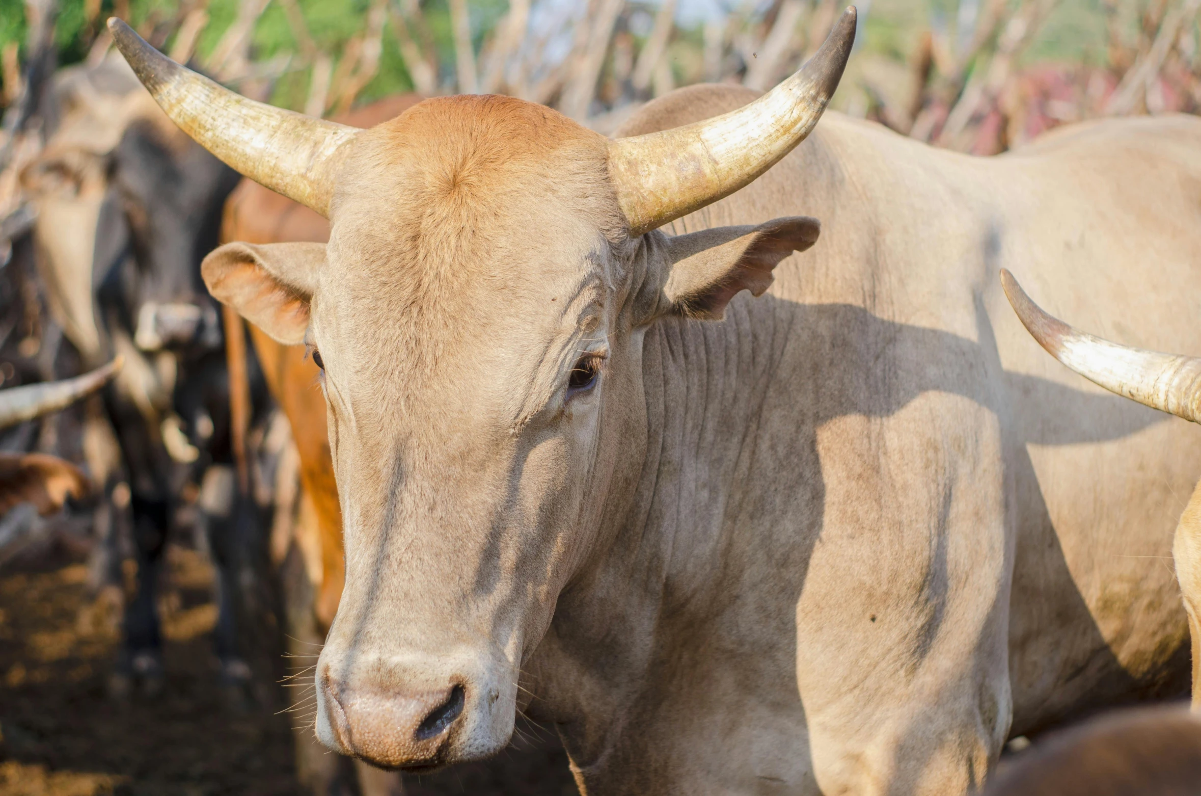 a herd of cattle standing next to each other, pexels contest winner, renaissance, pale pointed ears, brown, pbr, sri lanka