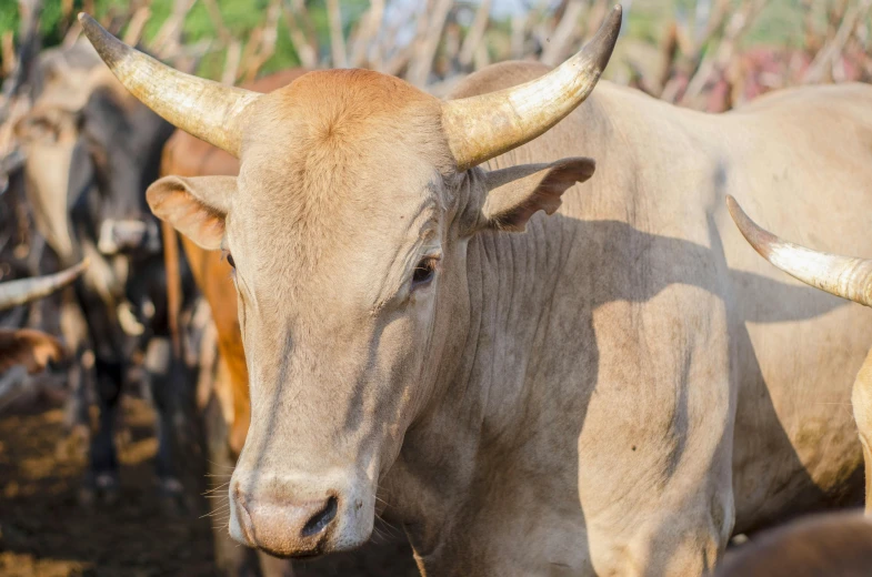 a herd of cattle standing next to each other, pexels contest winner, renaissance, pale pointed ears, brown, pbr, sri lanka