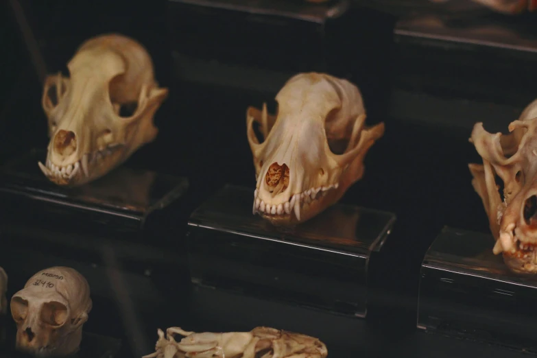 a collection of skulls on display in a glass case, trending on unsplash, a person with a raccoon head, thylacine, profile image, opening shot