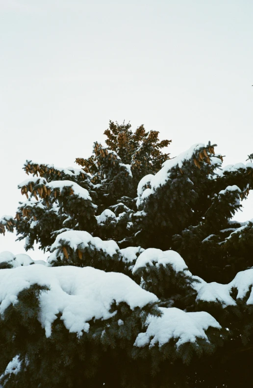 a man flying through the air while riding a snowboard, an album cover, inspired by Elsa Bleda, unsplash, pine tree, low quality photo, grainy footage, outdoor photo