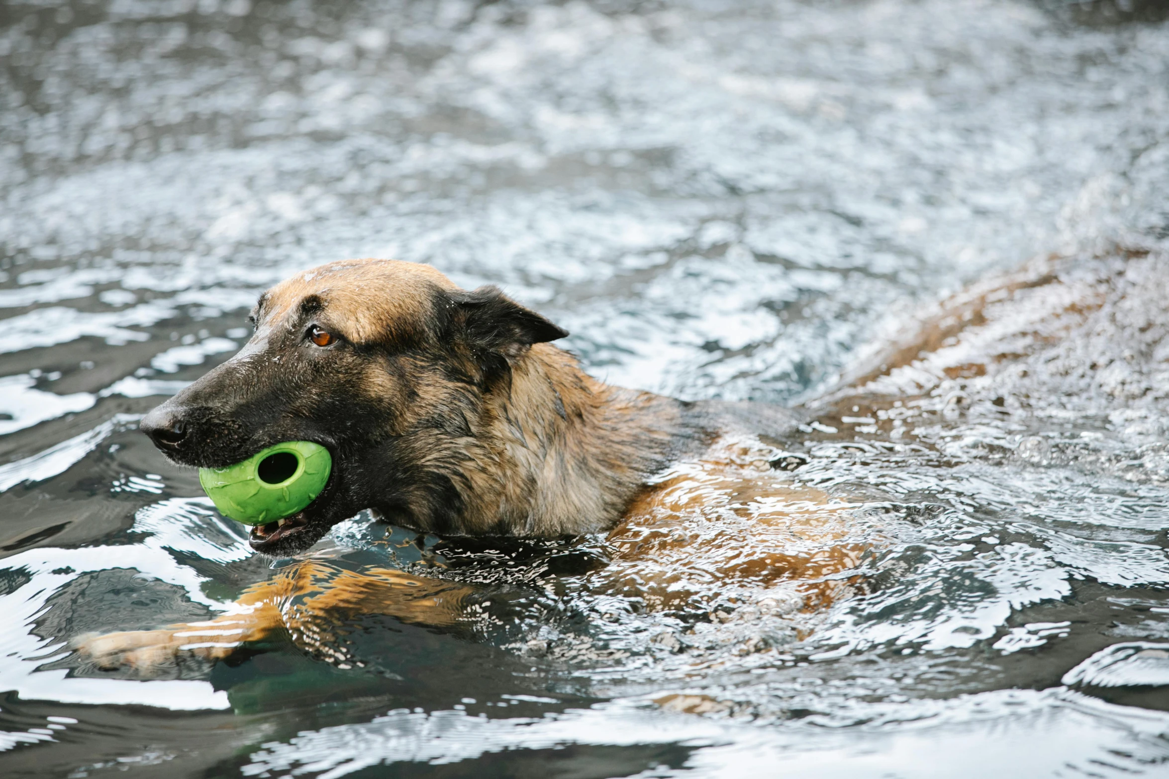 a dog in the water with a ball in its mouth, a green, thumbnail, shot on sony a 7, tubing