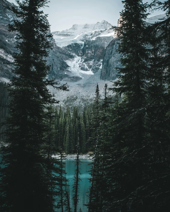 a forest filled with lots of trees next to a body of water, inspired by Elsa Bleda, unsplash contest winner, glaciers, banff national park, window view, dark pine trees