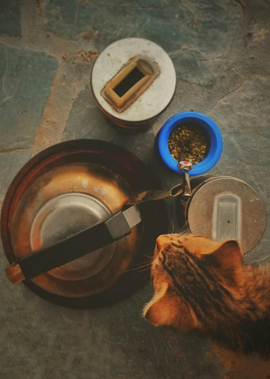 a cat sitting next to a bowl of food, unsplash, renaissance, pots and pans, portrait of an adventurer, with a long, blue