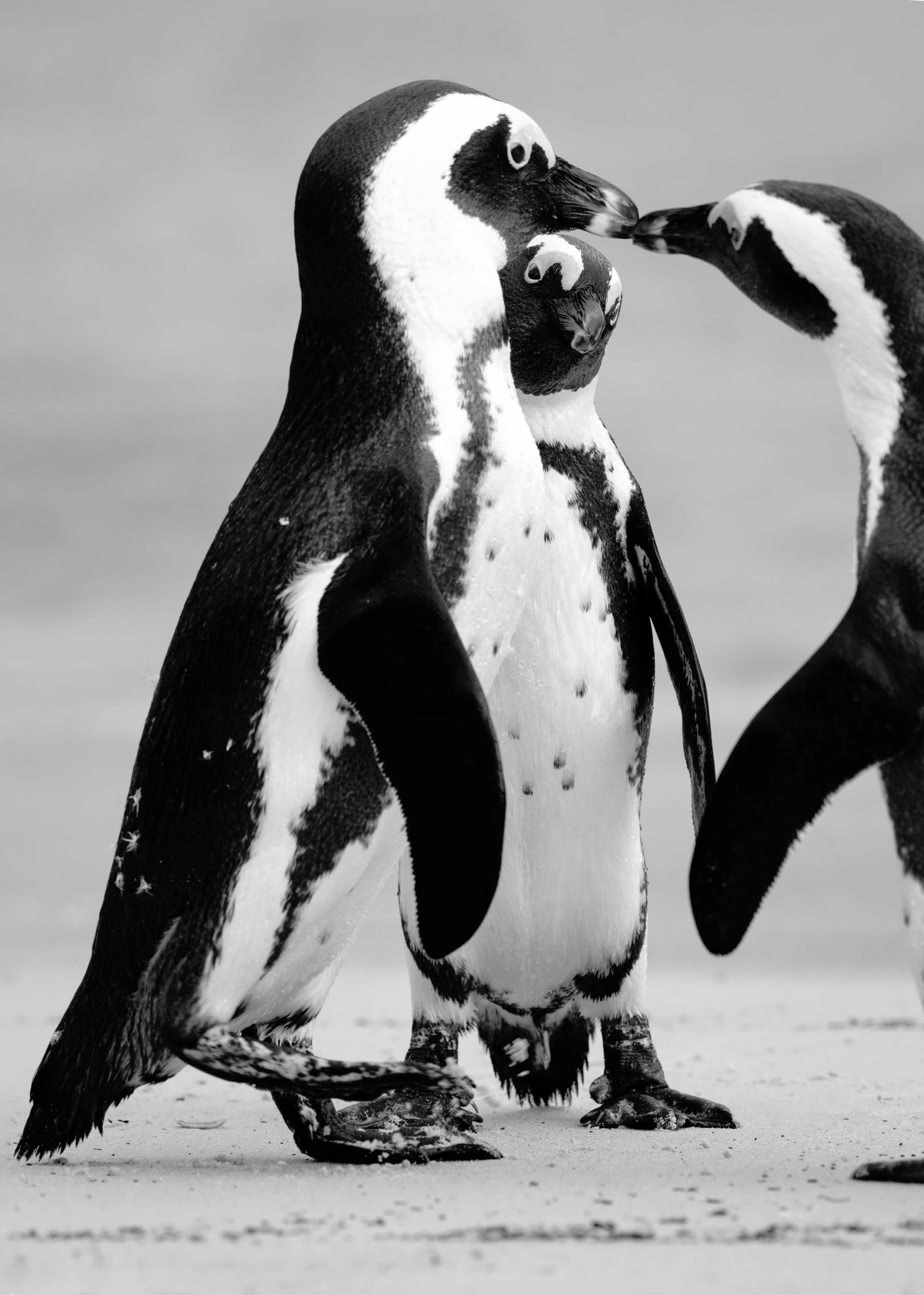 two penguins standing next to each other on a beach, a black and white photo, by Dave Melvin, in a fighting pose, 4 k'', “ sensual, close - up photo