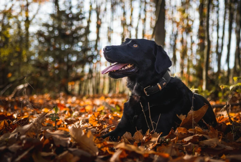 a black dog is sitting in the leaves, by Niko Henrichon, pexels contest winner, fan favorite, hunting, brown, wide