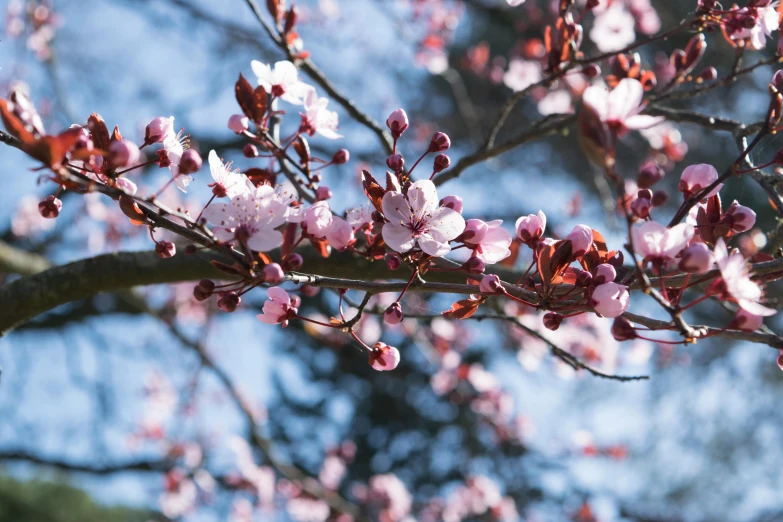 a close up of a bunch of flowers on a tree, unsplash, plum blossom, 💋 💄 👠 👗, thumbnail, buds