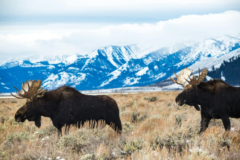 a couple of moose standing on top of a grass covered field, icy mountains in the background, featured, mammoth, exterior photo