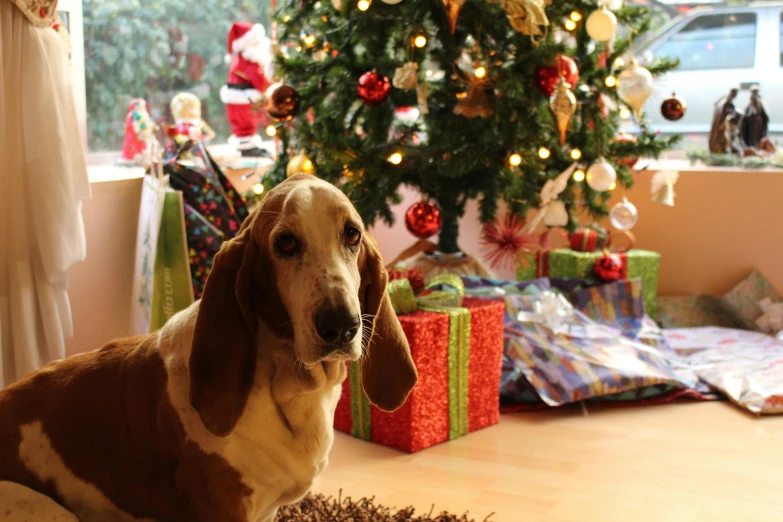 a brown and white dog sitting in front of a christmas tree, by Julia Pishtar, pixabay, multiple stories, presents, avatar image