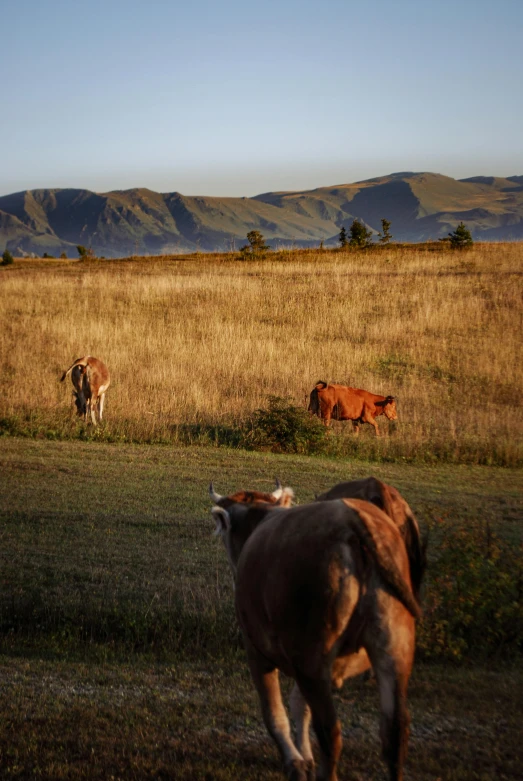 a herd of cattle standing on top of a grass covered field, golden hour”, distant mountains, photograph, madagascar