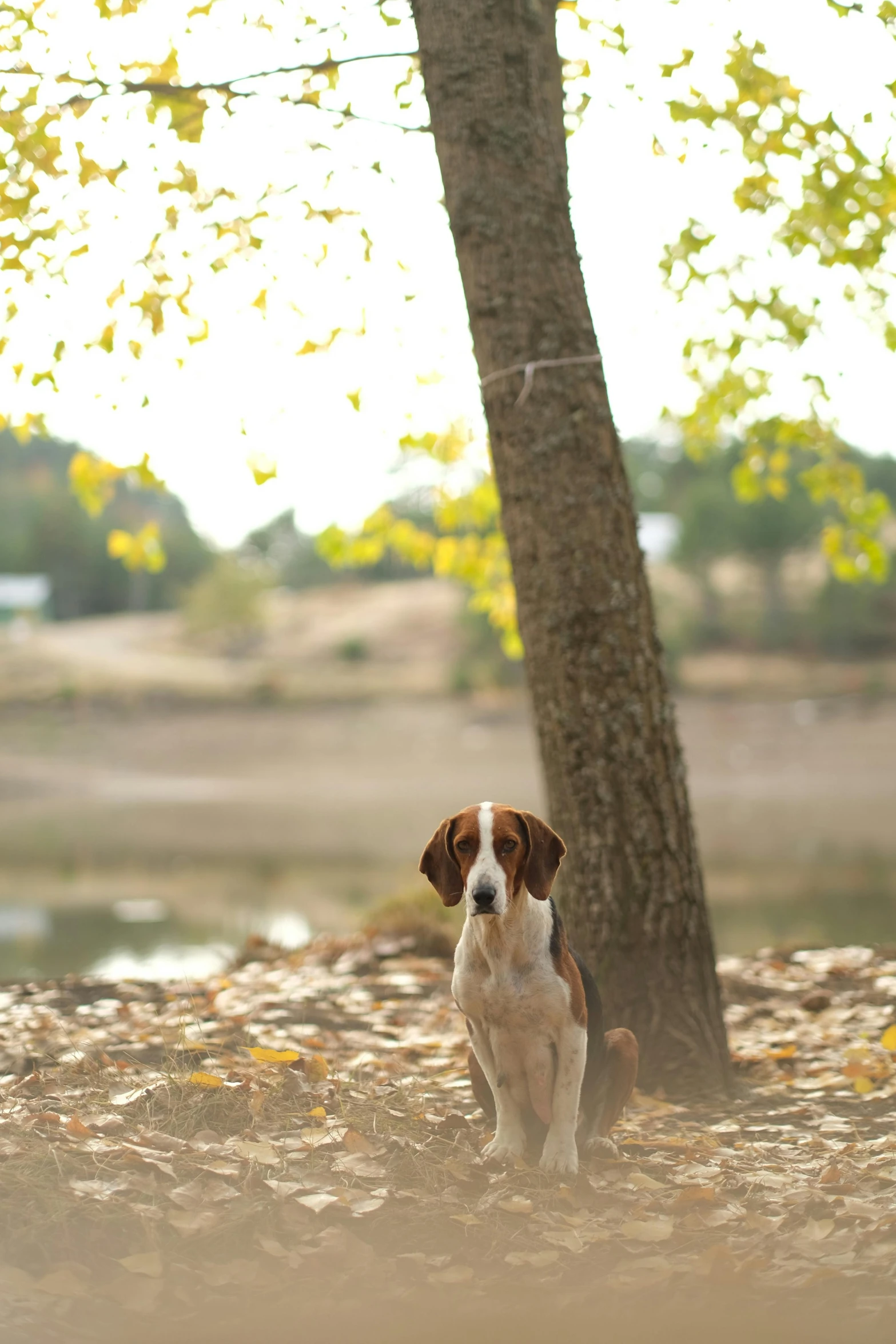 a brown and white dog standing next to a tree, lake setting, alessio albi, parks, subject: dog