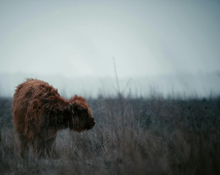 a brown cow standing on top of a grass covered field, an album cover, by Adam Marczyński, pexels contest winner, romanticism, long wavy fur, gif, bears, low visibility