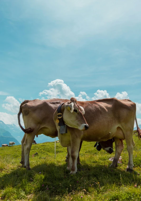 a couple of cows standing on top of a lush green field, profile image, the alps are in the background, avatar image