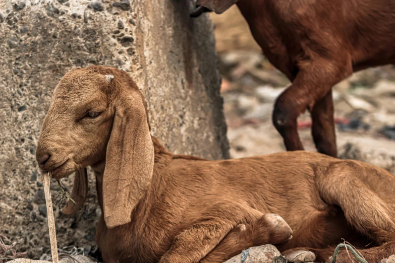 a goat that is laying down next to a rock, pexels contest winner, renaissance, islamic, 2 animals, realistic »