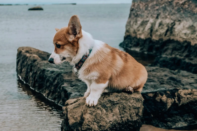 a brown and white dog sitting on a rock by the water, by Emma Andijewska, pexels contest winner, corgi, bumpy, gif, fashionable