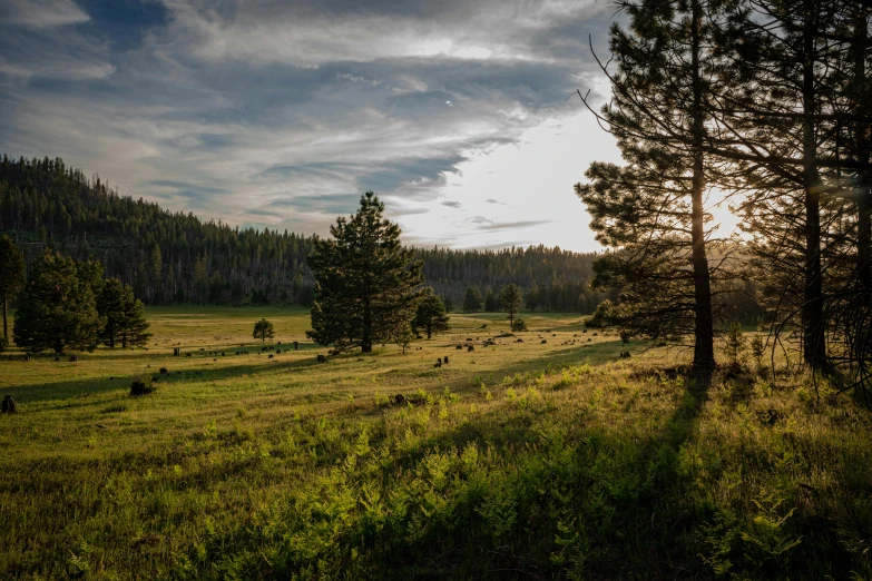 the sun shines through the clouds over a grassy field, by Jessie Algie, unsplash contest winner, big bear lake california, view of forest, grazing, dappled in evening light