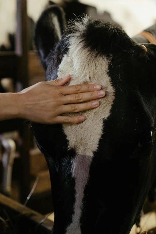 a close up of a person petting a cow, hair detailing, industries, rectangle, maintenance