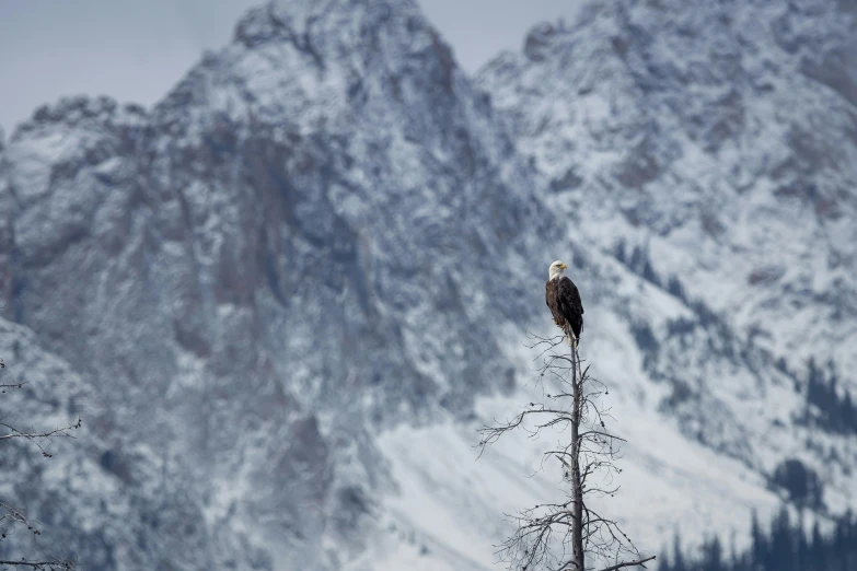 a bald eagle sitting on top of a tree, by Peter Churcher, pexels contest winner, icy mountains, gray, scott radke, single