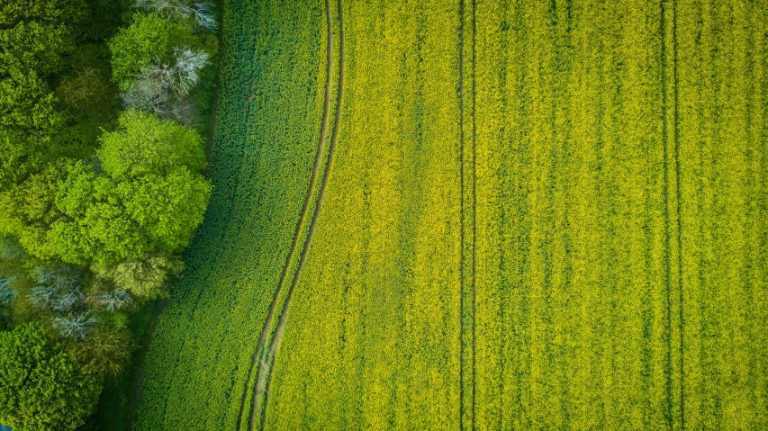 an aerial view of a green field with trees, by Peter Churcher, pexels, square lines, yellow, yorkshire, curved