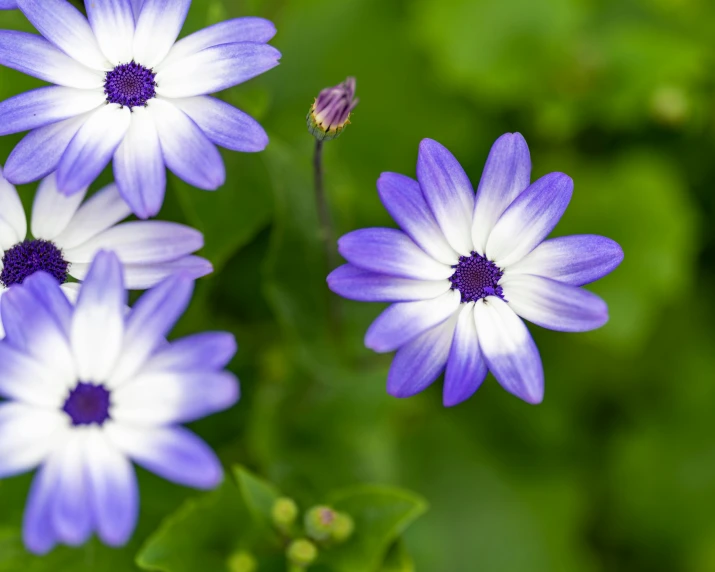 a close up of some purple and white flowers, by Carey Morris, pexels contest winner, mediumslateblue flowers, beautiful stars, blue - petals, today's featured photograph 4k