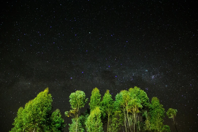a group of trees sitting on top of a lush green field, by Peter Churcher, unsplash, hurufiyya, on a clear night sky, tawa trees, in a forest at night, high resolution details