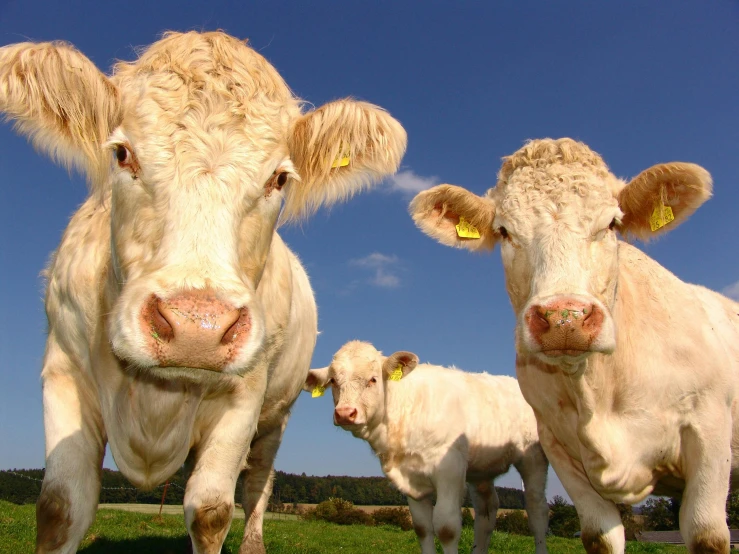 a group of cows standing on top of a lush green field, three heads, looking up at the camera, blue sky, three michelin stars