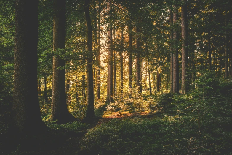 the sun shining through the trees in a forest, pexels contest winner, lush forest in background, evening lighting, ((trees))