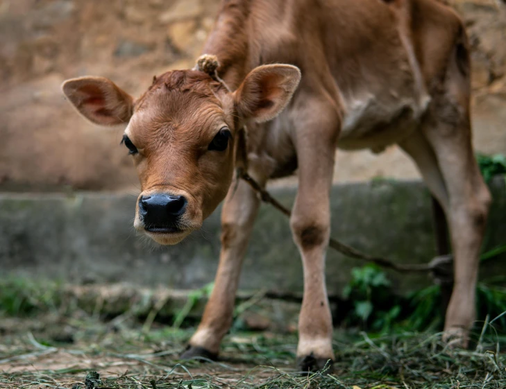 a brown cow standing on top of a grass covered field, unsplash, bangladesh, calf, close up to a skinny, malnourished